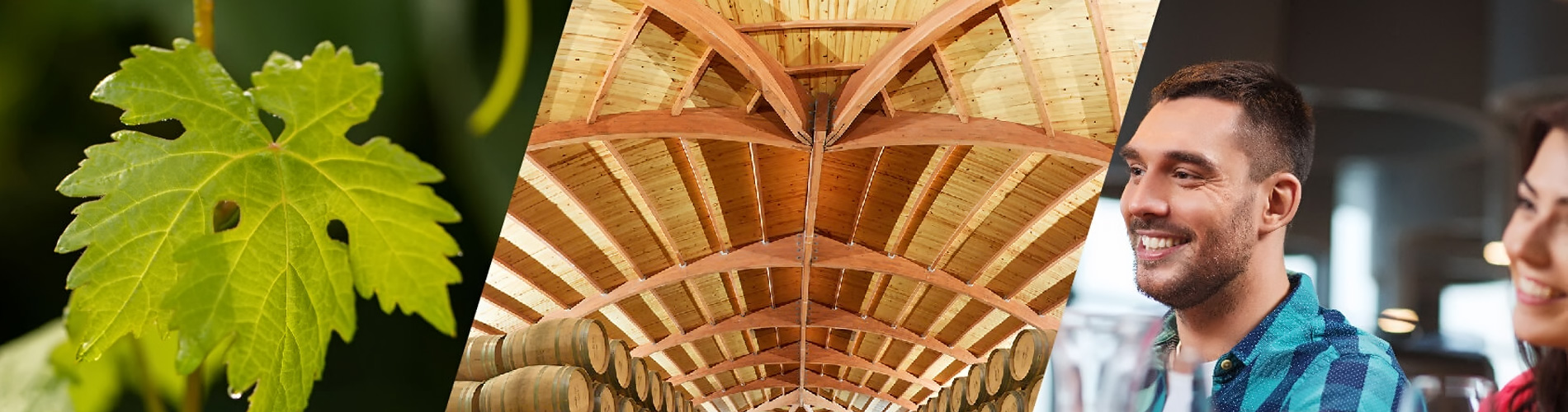 imagen de la actividad